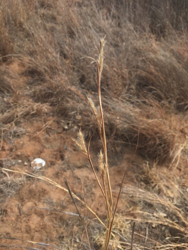 Sand bluestem (Andropogon hallii)