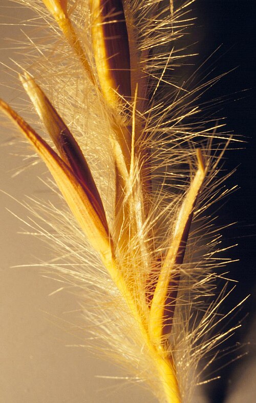 Sand bluestem: Sand bluestems is less bunched than big bluestem and inhabits much sandier soils.