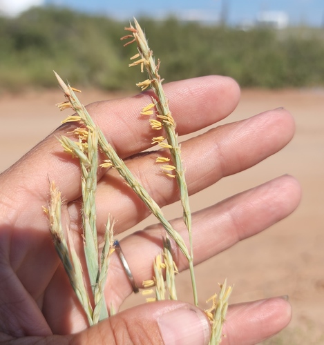 Sand bluestem (Andropogon hallii)