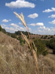 Sand bluestem (Andropogon hallii)