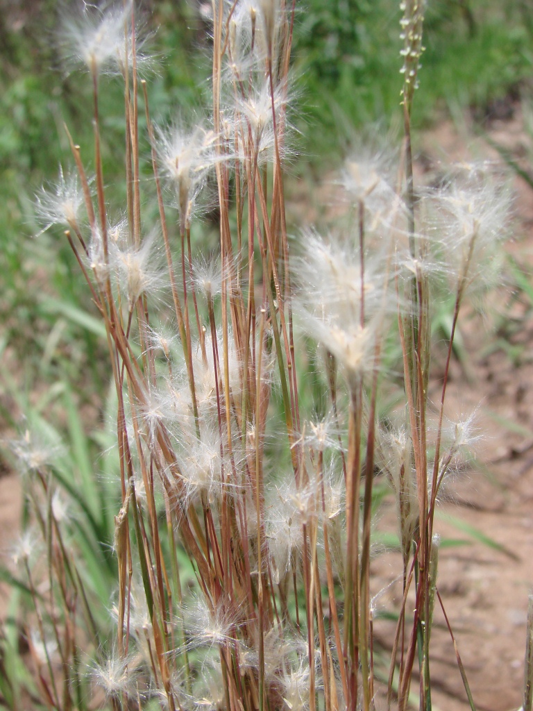 Matojillo bluestem: Andropogon leucostachyus Kunth - POACEAE - Jardim Botânico de Brasília - Brasília - Distrito Federal - Brasil.