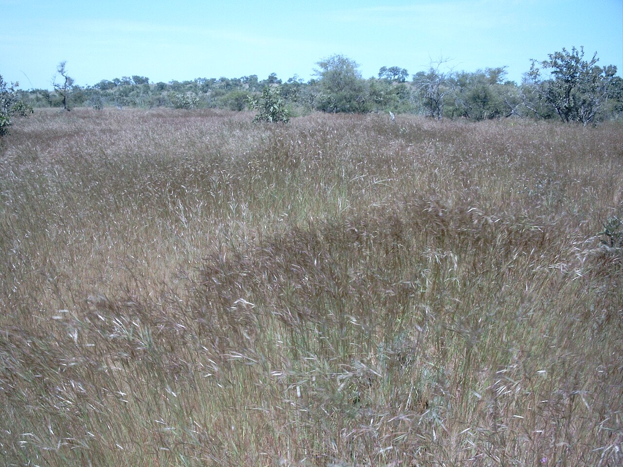 Andropogon pseudapricus: Andropogon pseudapricus , Pama reserve, Burkina Faso