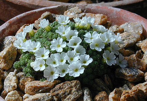 Androsace bryomorpha: Plante en coussin à très petites rosettes serrées, qui pousse sur les parois rocheuses calcaire du Pamir vers 2200 m. Fleur acaule de 6 mm de diamètre.
