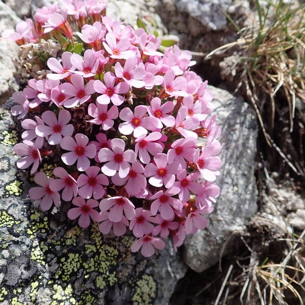 Androsace ciliata (Androsace ciliata)