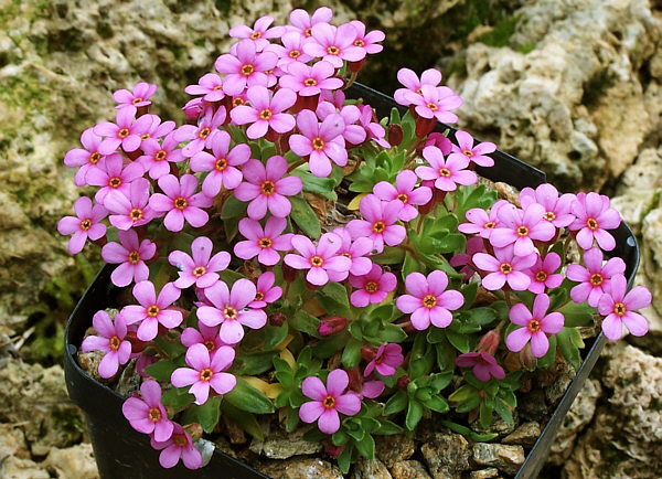 Androsace ciliata: Cette Androsace en coussin est endémique des Pyrénées Orientales ou elle pousse sur les parois rocheuses généralement acide des haut sommets, entre 2500 et 3200