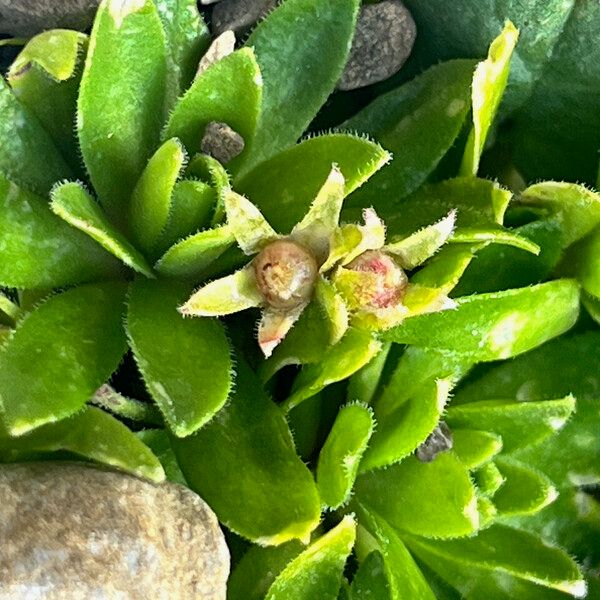 Androsace ciliata (Androsace ciliata)