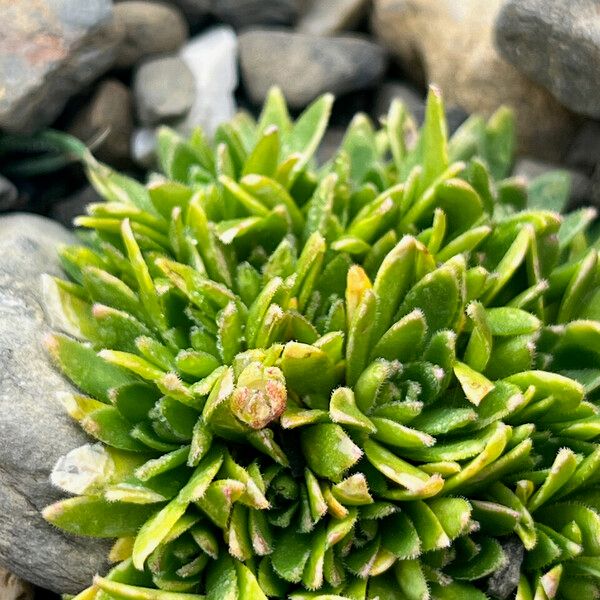 Androsace ciliata (Androsace ciliata)