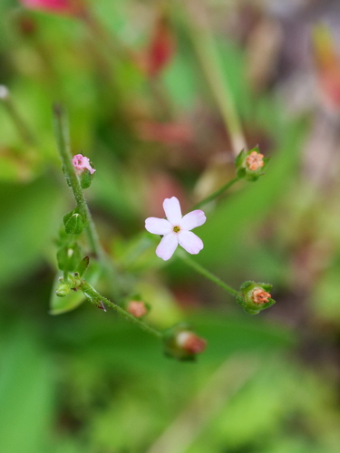 Androsace erecta (Androsace erecta)