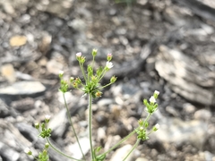 Androsace erecta (Androsace erecta)