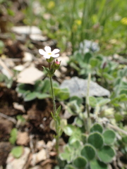 Androsace erecta (Androsace erecta)