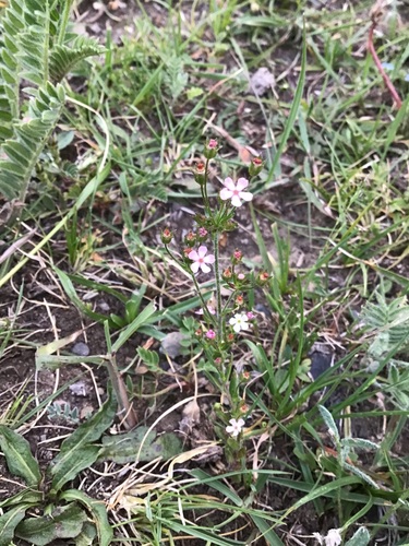 Androsace erecta (Androsace erecta)