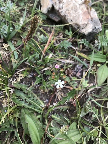 Androsace erecta (Androsace erecta)