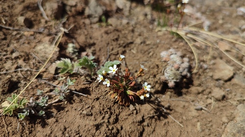 Androsace fedtschenkoi (Androsace fedtschenkoi)