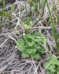 Androsace gmelinii (Androsace gmelinii)