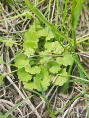 Androsace gmelinii (Androsace gmelinii)