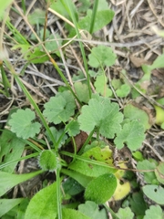 Androsace gmelinii (Androsace gmelinii)