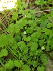 Androsace gmelinii (Androsace gmelinii)