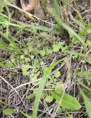Androsace gmelinii (Androsace gmelinii)