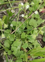 Androsace gmelinii (Androsace gmelinii)
