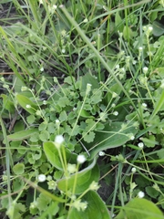 Androsace gmelinii (Androsace gmelinii)