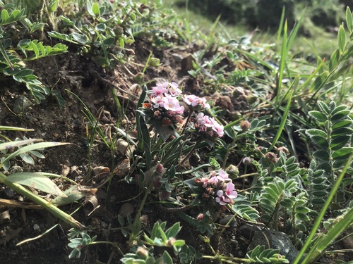 Androsace graminifolia (Androsace graminifolia)