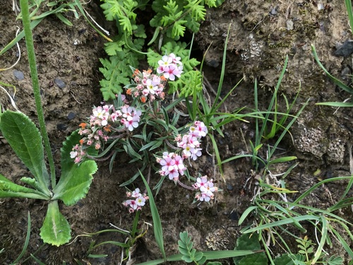 Androsace graminifolia (Androsace graminifolia)