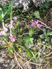 Androsace halleri (Androsace halleri)