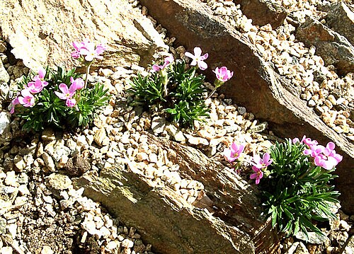 Androsace halleri: Synonyme A. carnea sbsp halleri(L.) et var. rosea(Jord. & Fourr.) Petite plante qui se rencontre principalement sur pelouses alpine et rochers, dans les hauts s