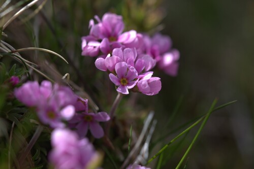 Androsace halleri (Androsace halleri)