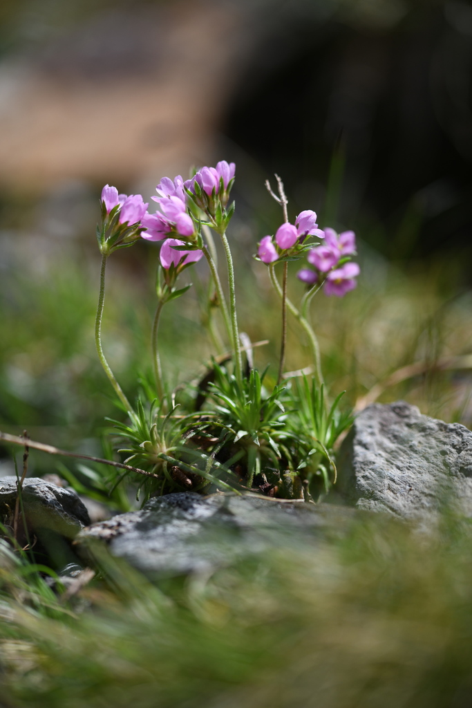 Androsace halleri (Androsace halleri)
