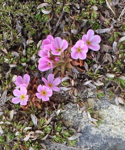 Androsace halleri (Androsace halleri)