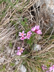 Androsace halleri (Androsace halleri)