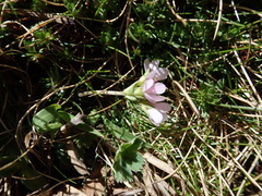 Androsace halleri (Androsace halleri)
