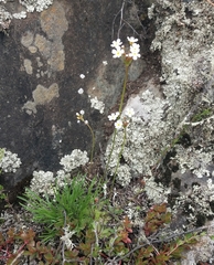Androsace lactiflora (Androsace lactiflora)