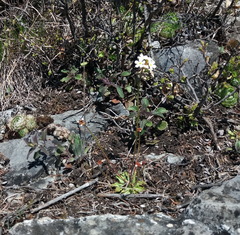 Androsace lactiflora (Androsace lactiflora)