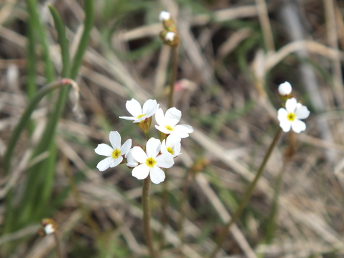 Androsace lactiflora (Androsace lactiflora)