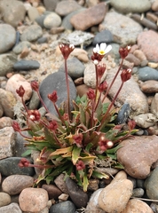 Androsace lactiflora (Androsace lactiflora)