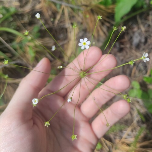 Androsace lactiflora (Androsace lactiflora)
