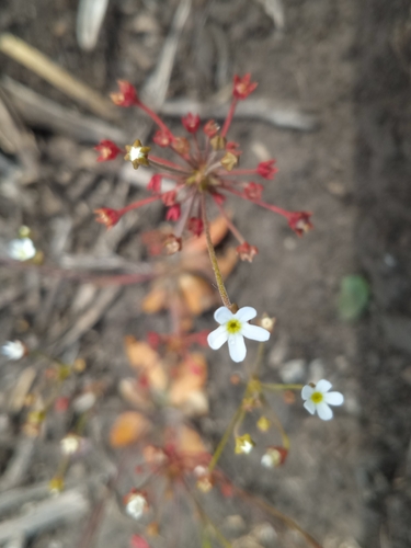 Androsace lactiflora (Androsace lactiflora)