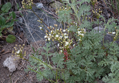 Androsace lactiflora (Androsace lactiflora)
