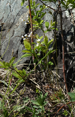 Androsace lactiflora (Androsace lactiflora)