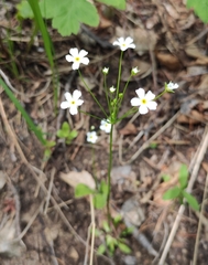 Androsace lactiflora (Androsace lactiflora)