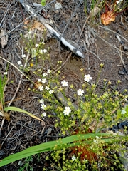 Androsace lactiflora (Androsace lactiflora)