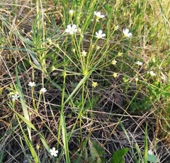 Androsace lactiflora (Androsace lactiflora)