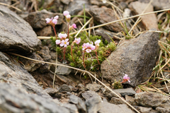 Pink rock jasmine (Androsace laggeri)