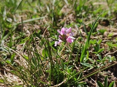 Pink rock jasmine (Androsace laggeri)