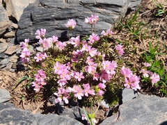 Pink rock jasmine (Androsace laggeri)