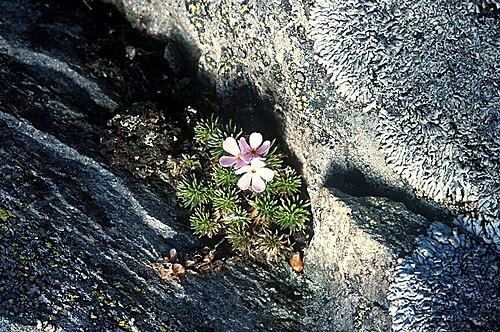 Pink rock jasmine: Androsace carnea , photo de utilisateur:cptcv , 10 mai 2003, Bious Artigues (64), France