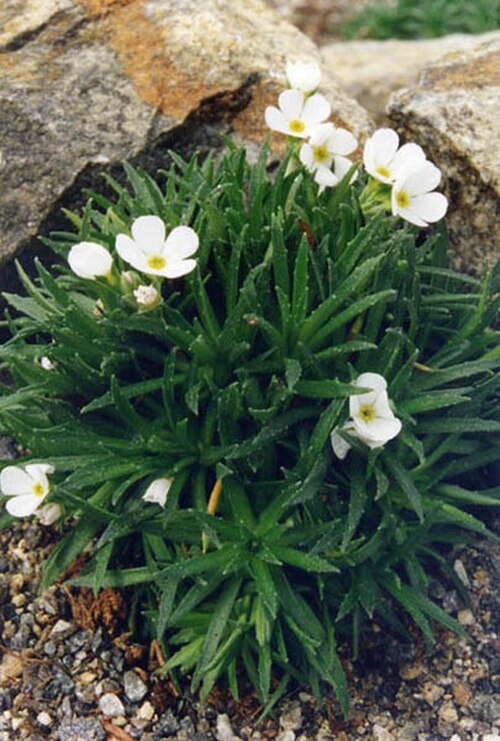 Pink rock jasmine: Androsace carnea var. brigantiaca