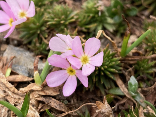 Pink rock jasmine (Androsace laggeri)